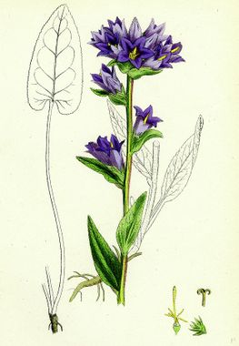 campanule agglomérée fleur sauvage violette